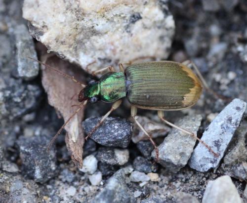 Réf. 210 675 : Chlaenius vestitus